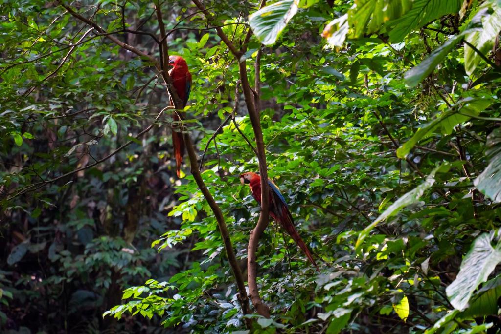 Färgsprakande aror i sin naturliga miljö – ett magiskt möte med regnskogens djurliv.