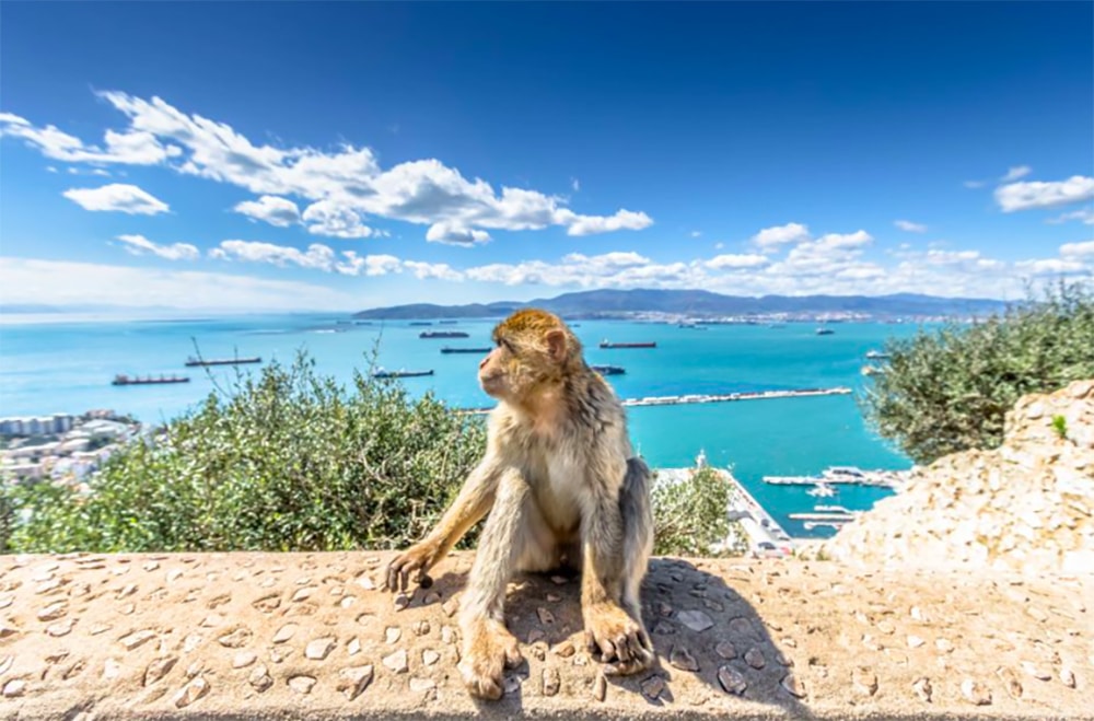 Apor på Gibraltar-klippan med utsikt över havet