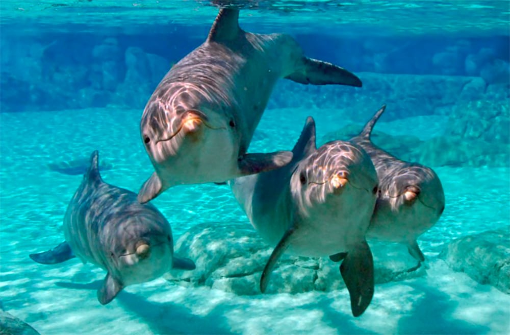 Delfiner som simmar i turkost vatten nära Key West