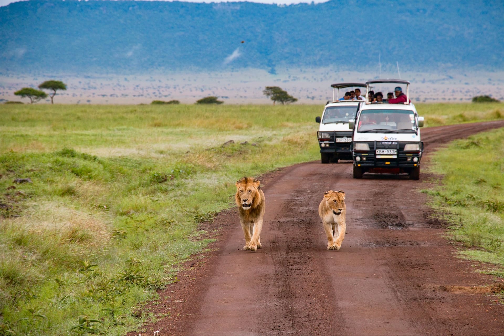 Safari jeep i Masai Mara nationalpark Kenya