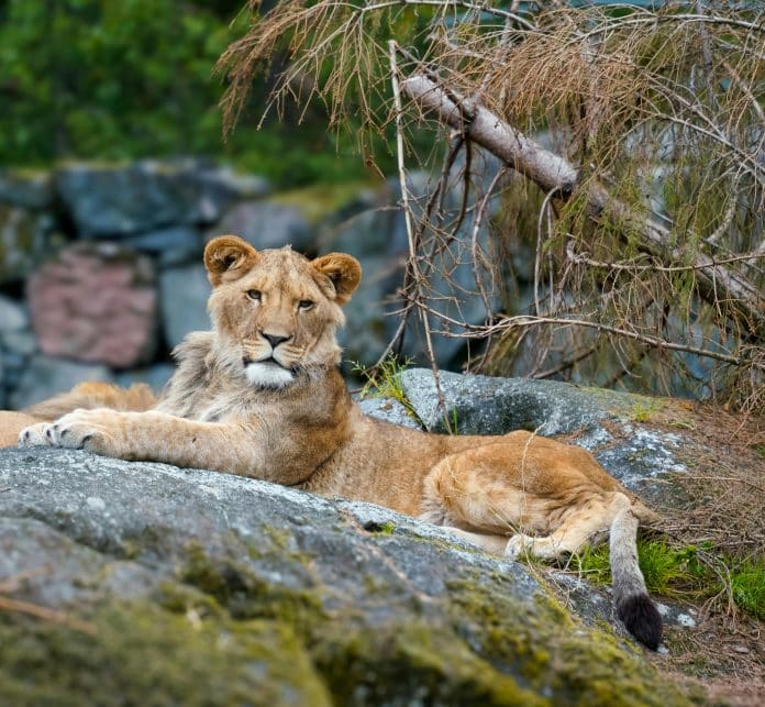 Lejonhona som vilar på klippor i naturmiljö – safari och vilda djur i Afrika