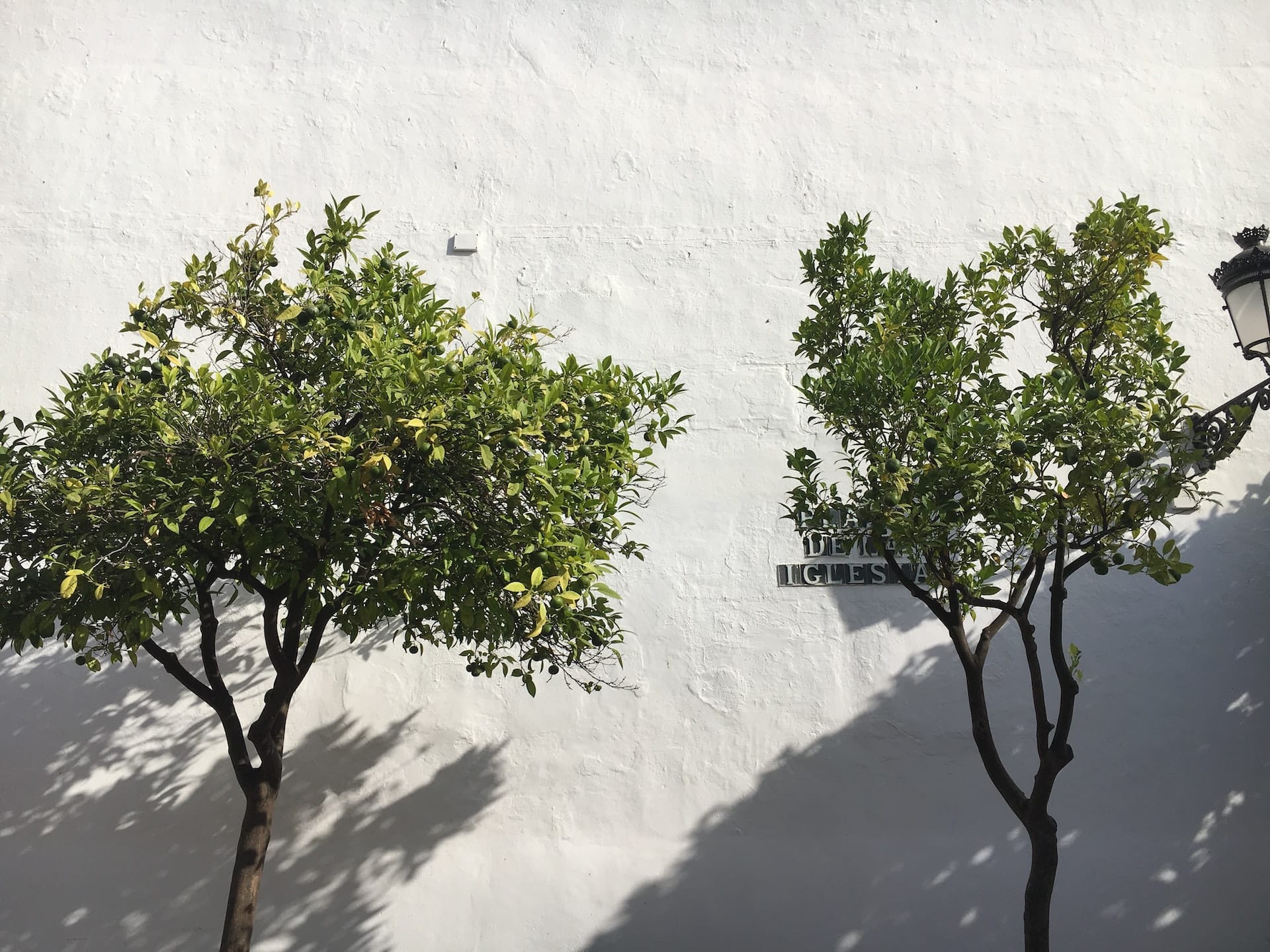 Apelsinträd som ramar in en vitkalkad vägg i Marbellas historiska kvarter