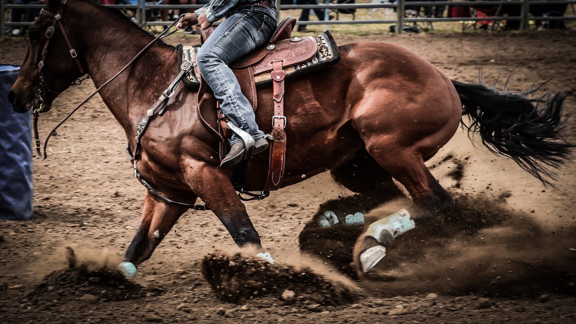 Cowboy rider häst under rodeo i Calgary – klassisk westernupplevelse i Kanada