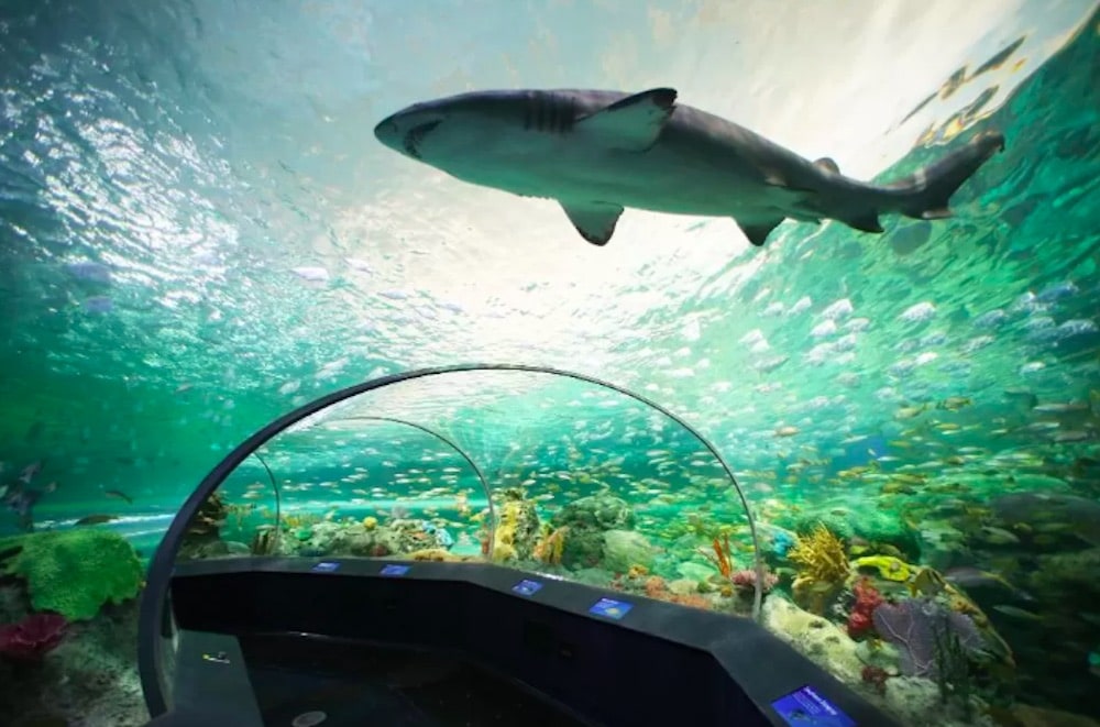 Hajtunnel i Ripley’s Aquarium i Toronto med undervattensvy och tropiska fiskar