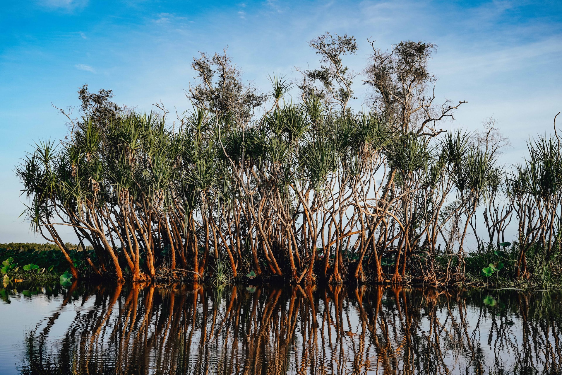 Tropiskt våtmarkslandskap i norra Australien med pandanuträd som speglar sig i stilla vatten – en exotisk naturupplevelse i Australiens vildmark.