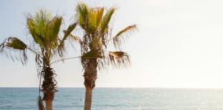 Palmer vid stranden i Marbella med glittrande Medelhavet i bakgrunden