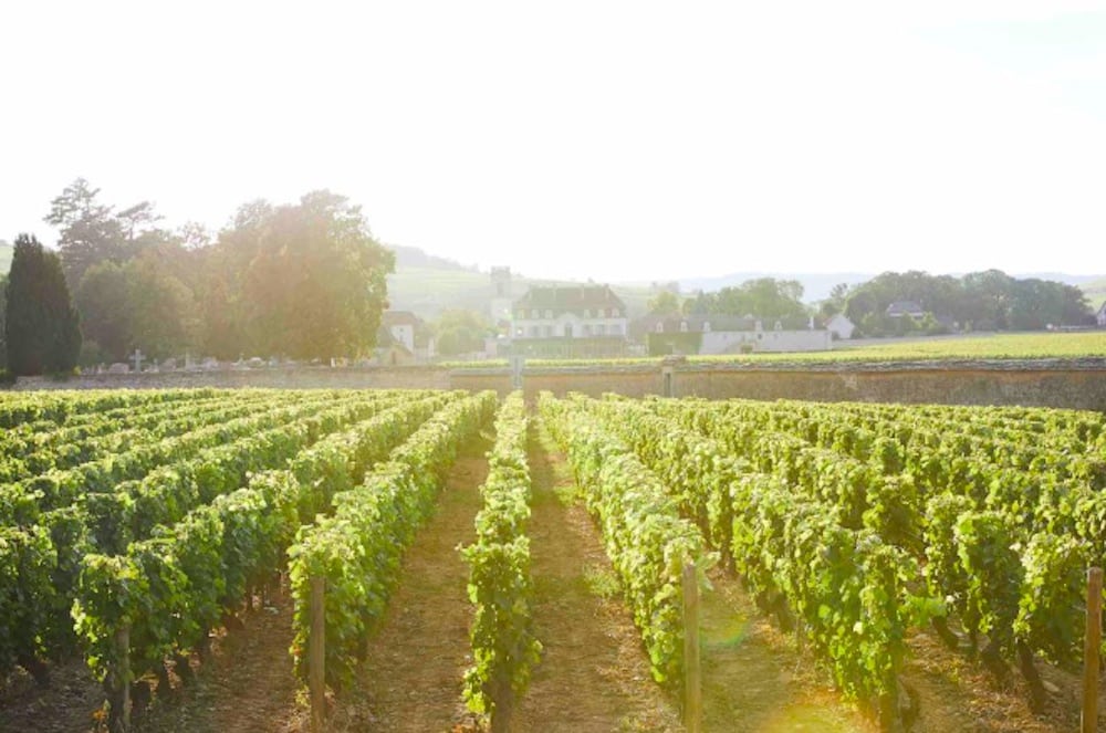 Vinodlingar i Bourgogne med kullar och vingårdar