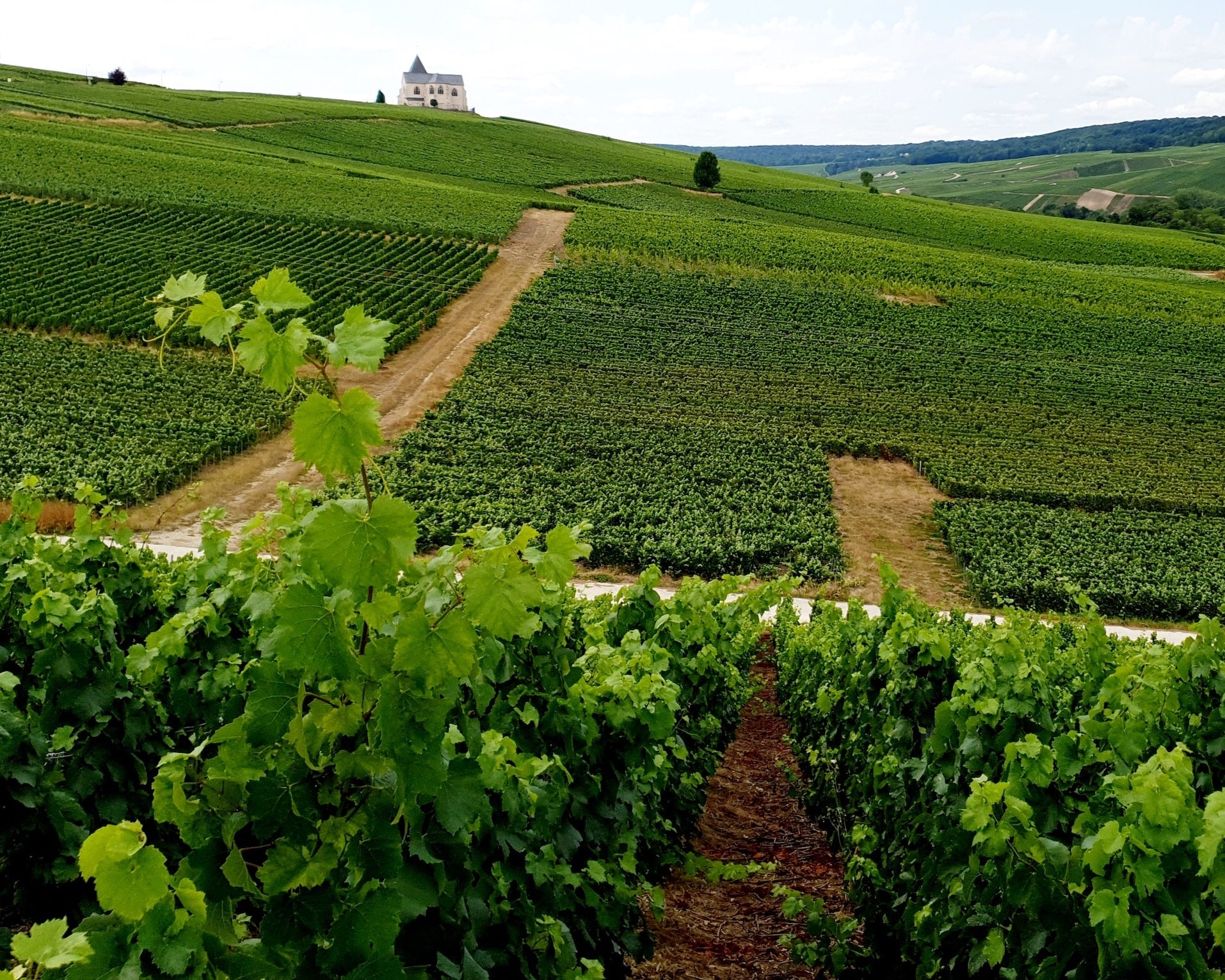 Champagneodlingar i Champagne-regionen