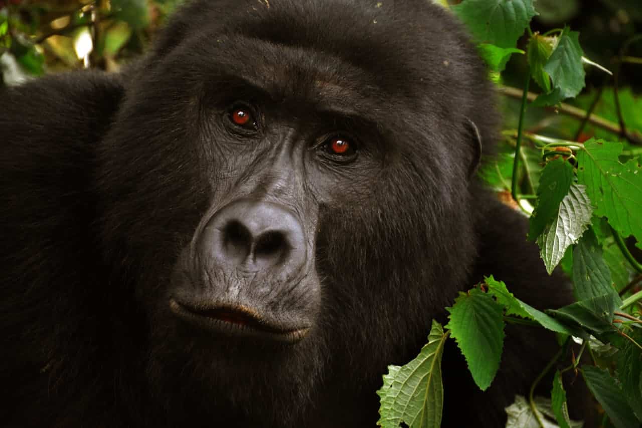 Gorillor och safari i Rwanda