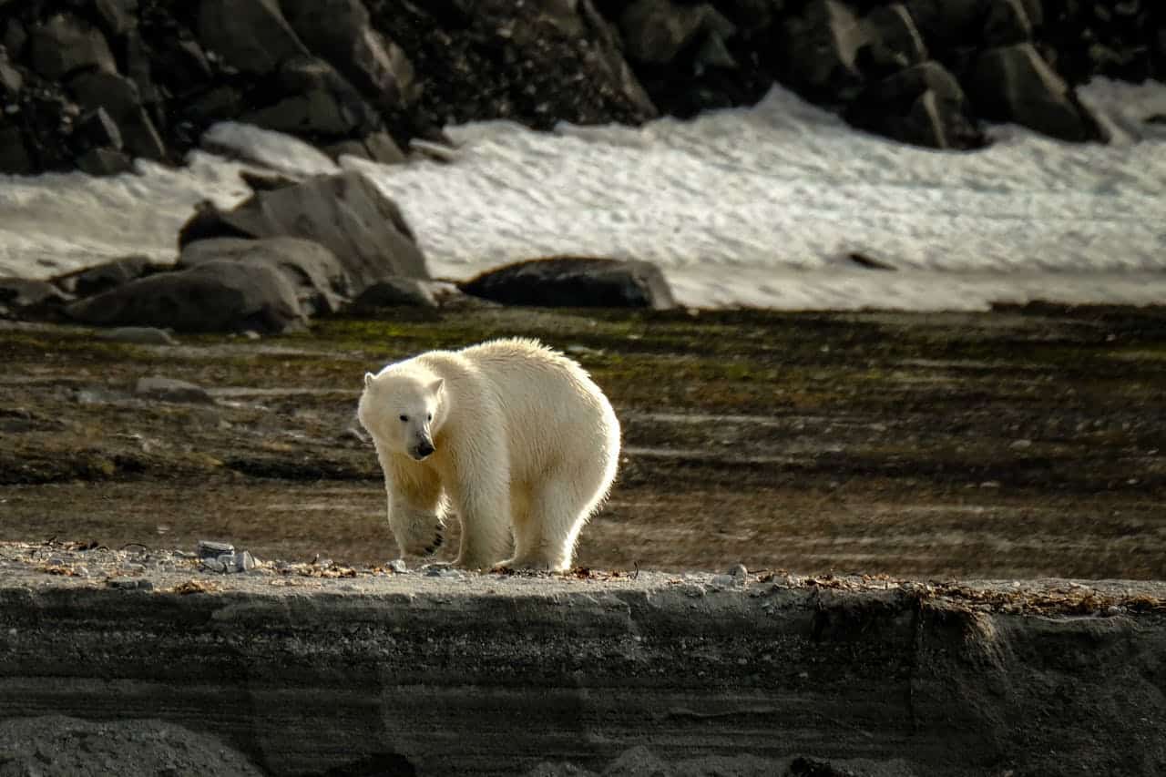 Isbjörnssafari på Svalbard