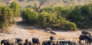 Båtsafari på Chobe-floden med rikt djurliv runt Serondela Lodge.