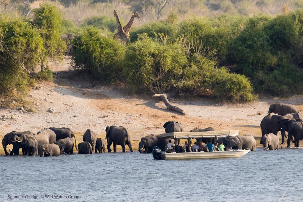 Båtsafari på Chobe-elven med rikt dyreliv rundt Serondela Lodge.