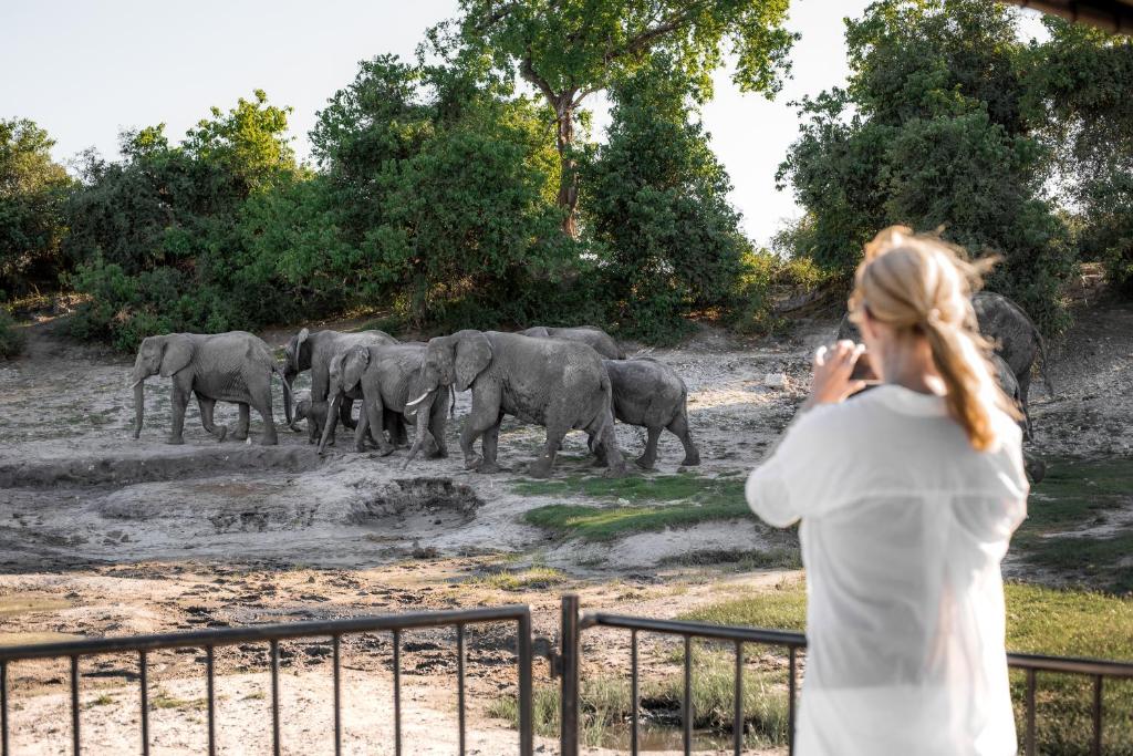 Safariopplevelser langs Chobe-elven med elefanter og flodhester.