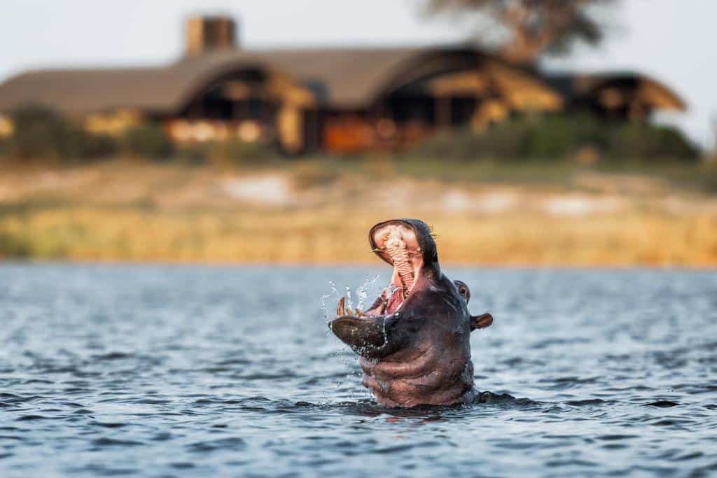 Flodhest i Chobe-elven med Serondela Lodge i bakgrunnen, Botswana.