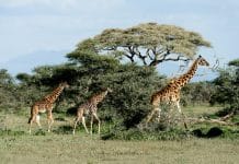 Afrikansk savann med safari jeep och natur