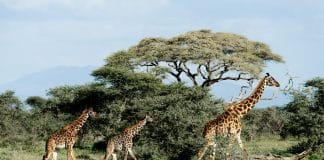 Afrikansk savann med safari jeep och natur