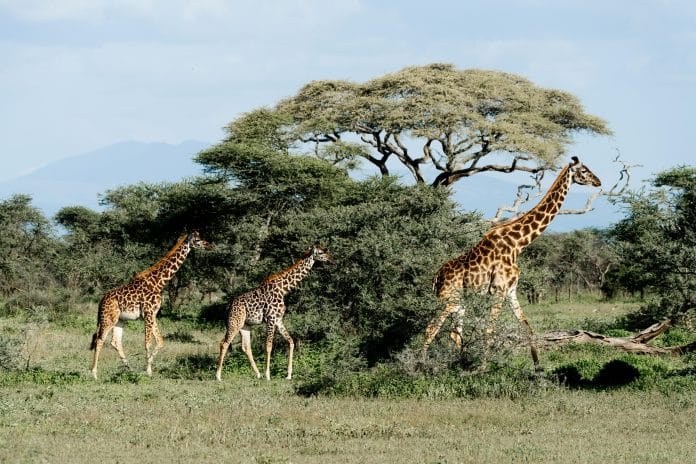 Afrikansk savann med safari jeep och natur