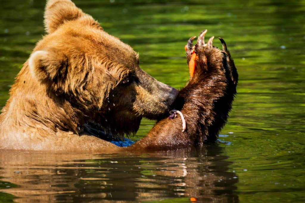 Brunbjörn fångar en lax i en flod under laxvandringen i vild natur